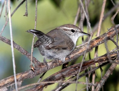 698 - BEWICK'S WREN (9-18-11) patagonia lake, scc, az -01