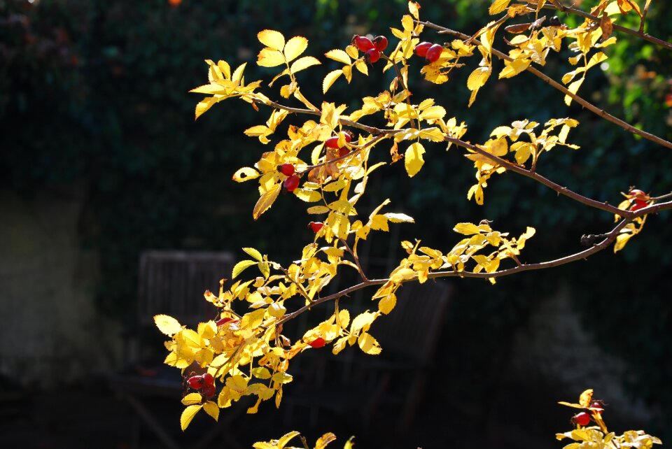 Autumn rose hip rosenzweig