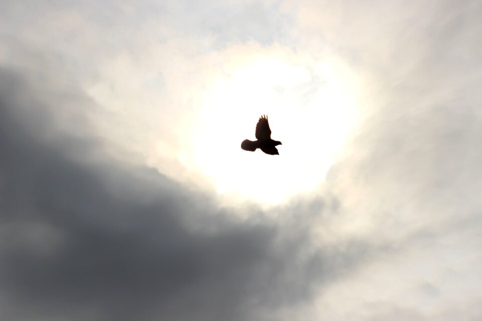 Pigeons pen wings photo