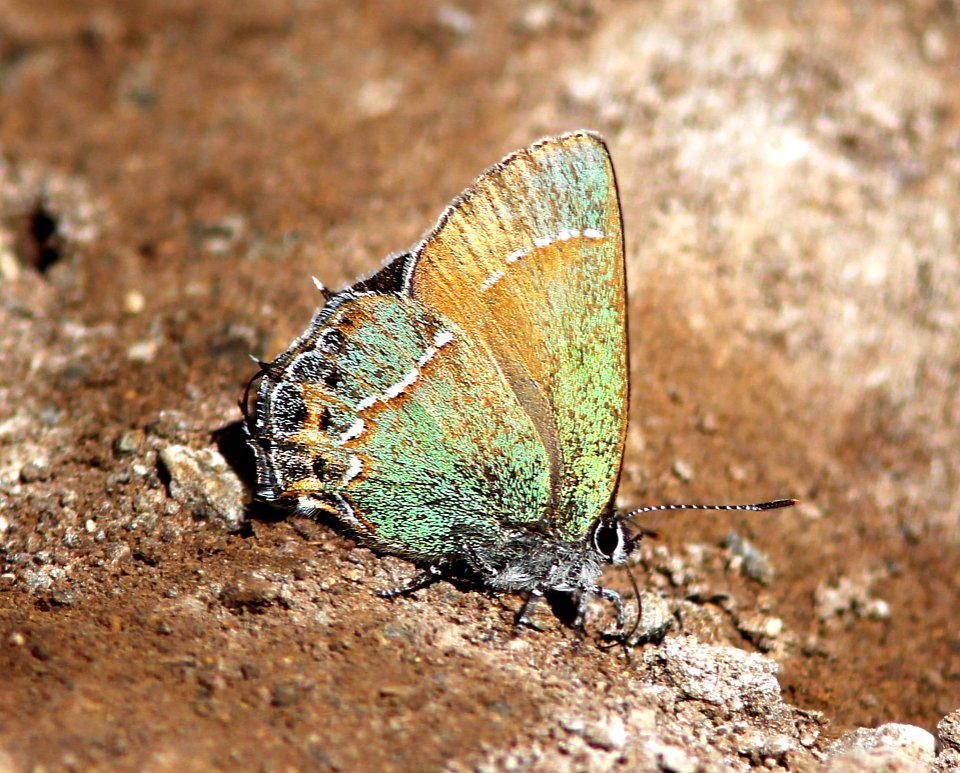HAIRSTREAK, JUNIPER ( Callophrys gryneus siva) (4-3-13) red mt rd, of harshaw rd, scc, az  (4)