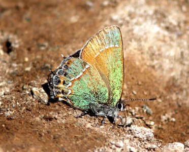 HAIRSTREAK, JUNIPER ( Callophrys gryneus siva) (4-3-13) red mt rd, of harshaw rd, scc, az  (4)