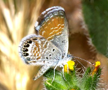 PYGMY-BLUE, WESTERN (Brephidium exile) (5-15-08) ca valley, carrizo plain, ca  (2)