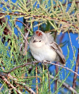 810 - LUCY'S WARBLER (3-17-11) sonoita creek state natural area, scc az -01 - Copy