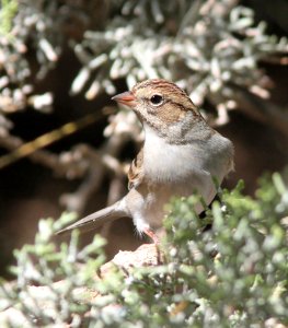871 - CHIPPING SPARROW (9-21-09) first basic, cottonwood springs, carrizo n m , slo co, ca (1)