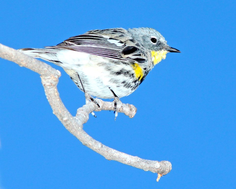 835 - YELLOW-RUMPED WARBLER (3-22-11) patagonia lake, scc, az - (2)