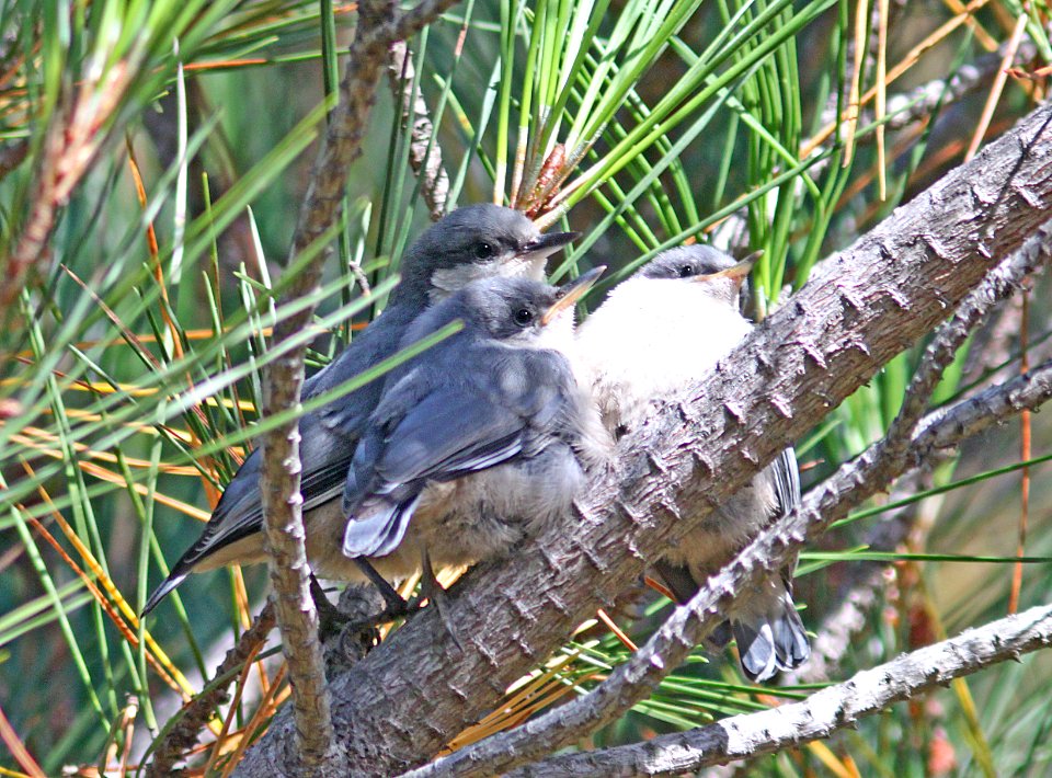 687 - PYGMY NUTHATCH (7-12-09) juv, san simeon st pk, slo co  (6)