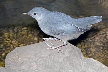705 - AMERICAN DIPPER (6-11-13) durango, colorado (9) - Copy