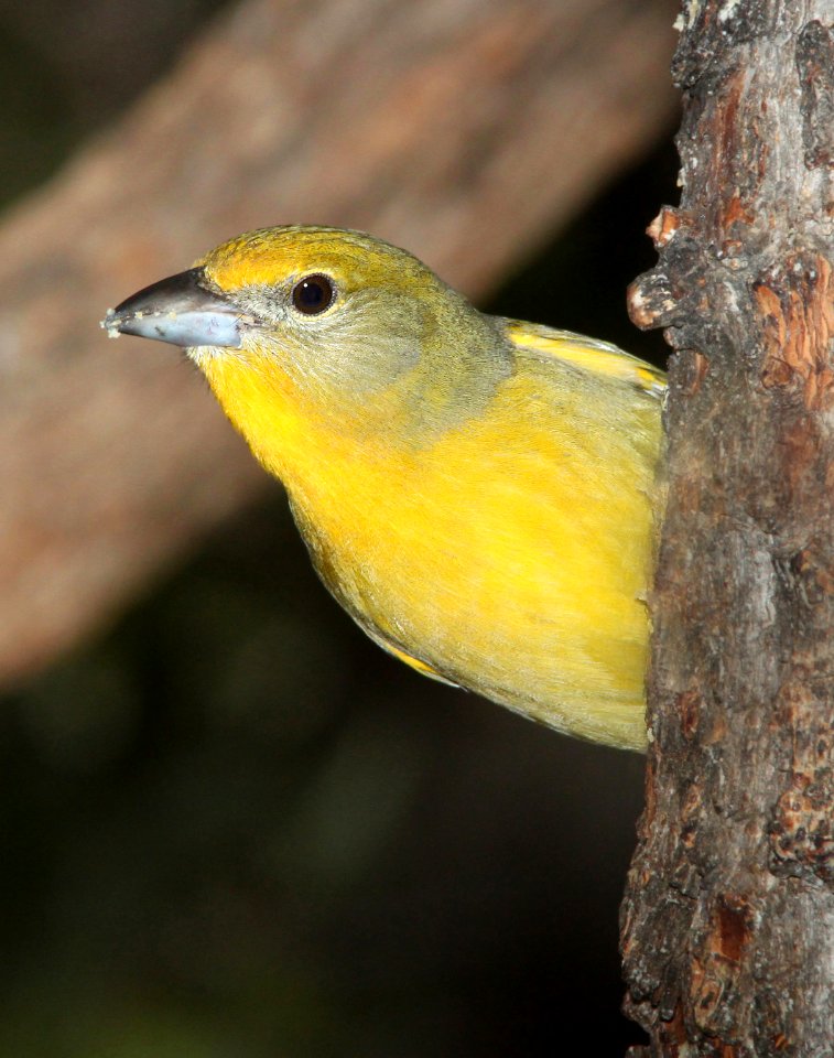 910 - HEPATIC TANAGER (12-23-10) ash canyon, cochise co, az  (1)