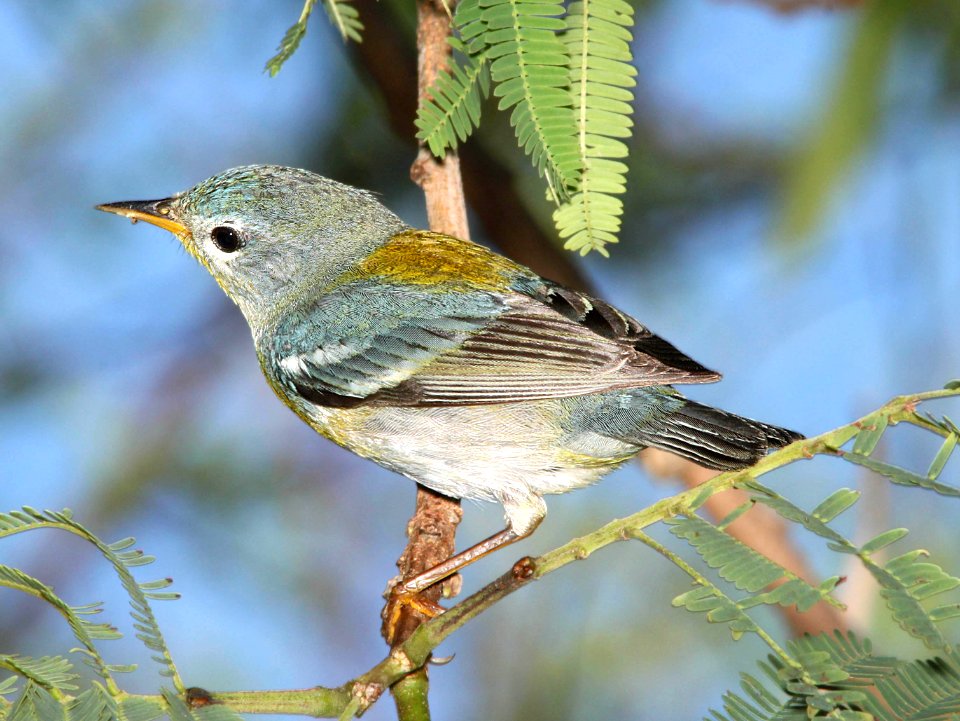 824 - NORTHERN PARULA (4-19-12) hatch year female, convention center, south padre island, tx   (2)