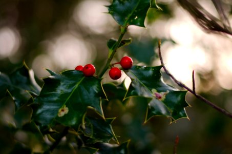 Holly