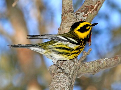 840 - TOWNSEND'S WARBLER (9-29-07) slo co, ca