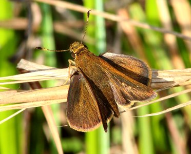 SKIPPER, TWIN-SPOT (Oligoria maculata) (2-24-13) kissimmee lake state park, osceola co, fl   (4)