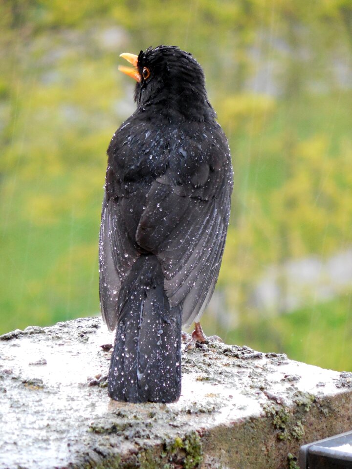 Rain plumage feather