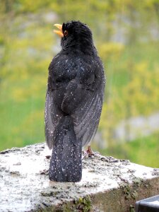 Rain plumage feather photo