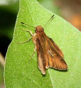 SKIPPER, CLOUDED (Lerema accius) (3-7-12) national butterfly center, mission, tx