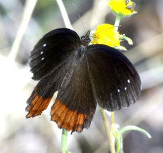 SATYR, RED-BORDERED (Gyrocheilus patrobas)  (9-12-07) mingus pass, az