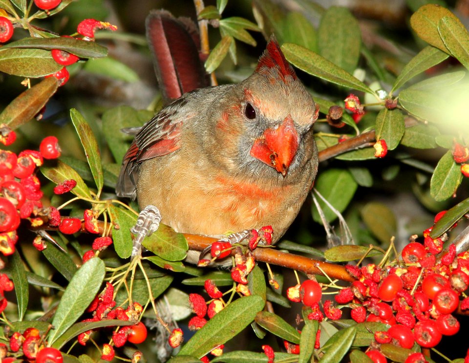 916 - NORTHERN CARDINAL (12-8-10) santa gertrudis lane, scc, az  (5)