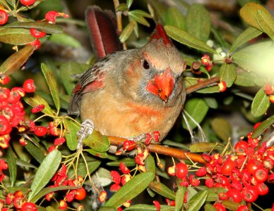 916 - NORTHERN CARDINAL (12-8-10) santa gertrudis lane, scc, az  (5)