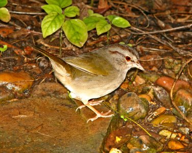 858 - OLIVE SPARROW (1-10-09) weslaco, tx  (1)