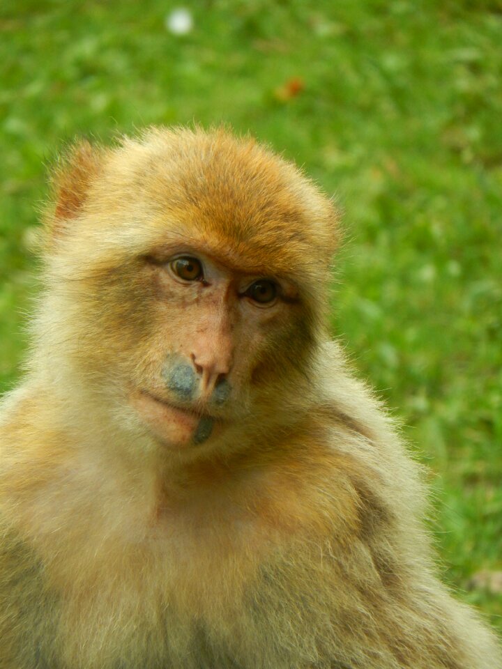 Zoo animals cute portrait