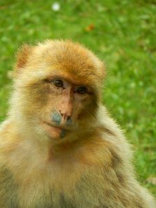 Zoo animals cute portrait