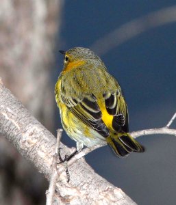 822 - CAPE MAY WARBLER (9-24-11) pena blanca lake, scc, az - (15)