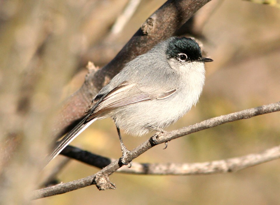 703 - BLACK-TAILED GNATCATCHER (3-7-08) agua caliente cyn, santa rita mts, az - (3) - Copy