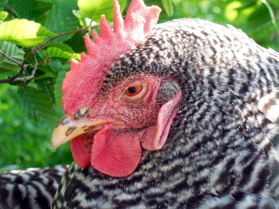 Bird bill animal husbandry