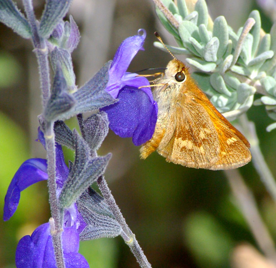 SKIPPER, WOODLAND (Ochlodes sylvanoides) (10-1-07) canet rd, morro bay, slo co, ca