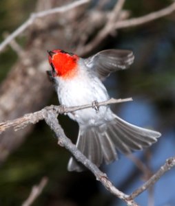 849 - RED-FACED WARBLER (5-17-13) lower galina campground, gila mts, nm (2)