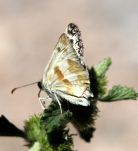 WHITE-SKIPPER, NORTHERN (Heliopetes ericetorum) (6-5-13) male, oak springs trilobite site, lincoln co, nevada  (1)