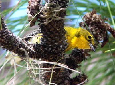 834 - PINE WARBLER (2-23-13) osceola co, fl  (3)