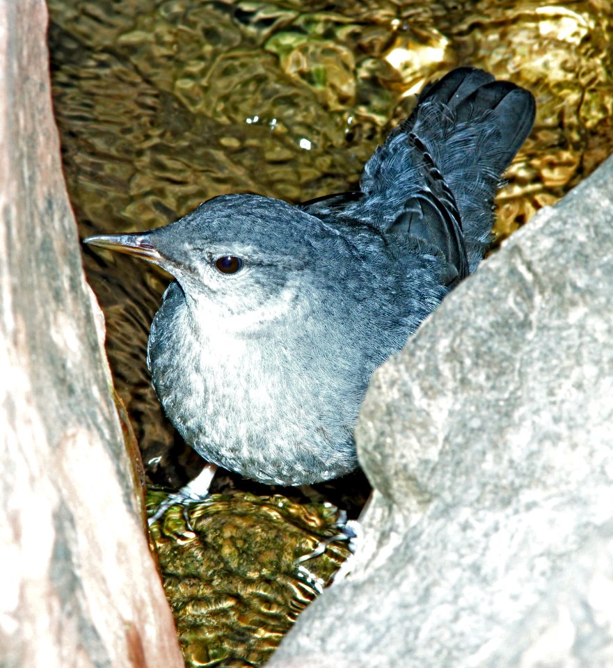 705 - AMERICAN DIPPER (6-11-13) durango, colorado (7) - Copy