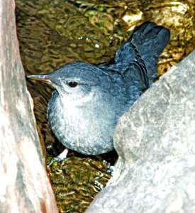 705 - AMERICAN DIPPER (6-11-13) durango, colorado (7) - Copy