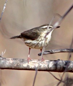 798 - LOUISIANA WATERTHRUSH  (1-11-11) Sonoita Creeek, Patagonia Roadside Rest, scc, az  (3)