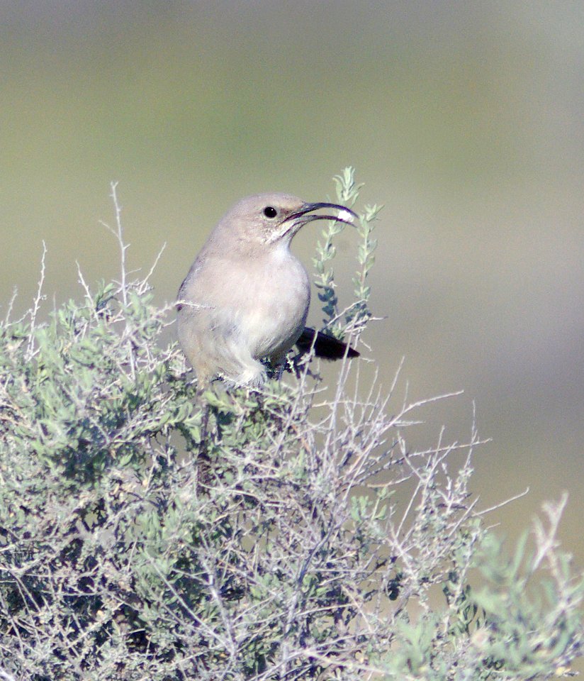 770 - LECONTE'S THRASHER (3-31-09) carrizo plain nat monument, slo co, ca (10)
