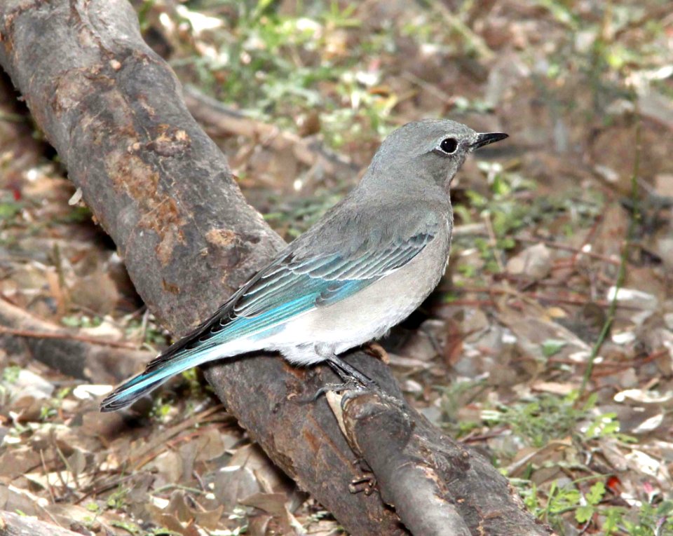 736 - MOUNTAIN BLUEBIRD (1-30-12) patagonia lake, scc, az - (4)