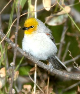 683 - VERDIN (3-19-11) trail north from santa gertrudis lane, scc, az -03