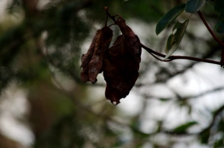 Dead leaf photo