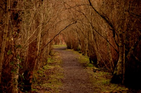 Winter Path