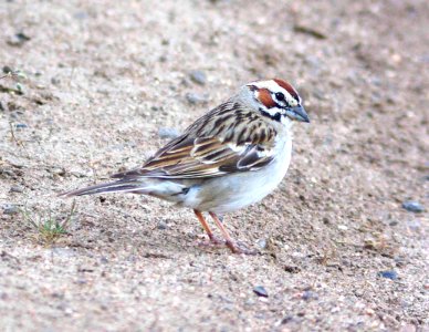 878 - LARK SPARROW (4-14-09) quail spr, carrizo plain nat mon, slo co, ca (2)