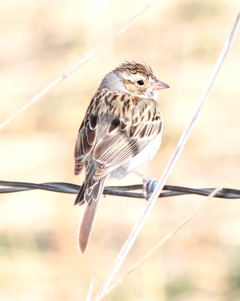 873 - BREWER'S SPARROW (4-7-12) san rafael grasslands, scc, az  (2)