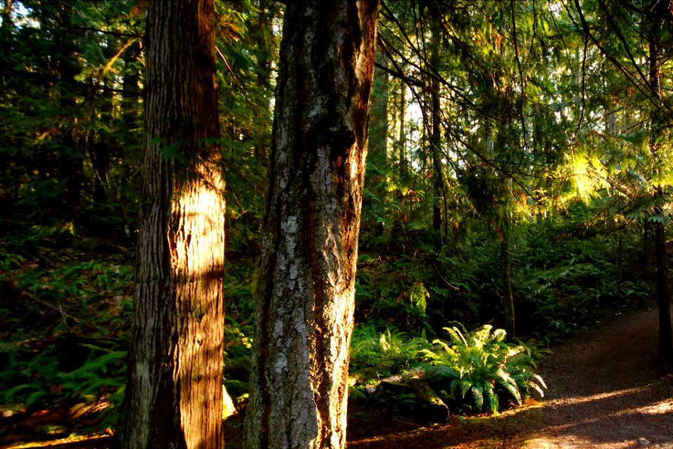 Light through the forest