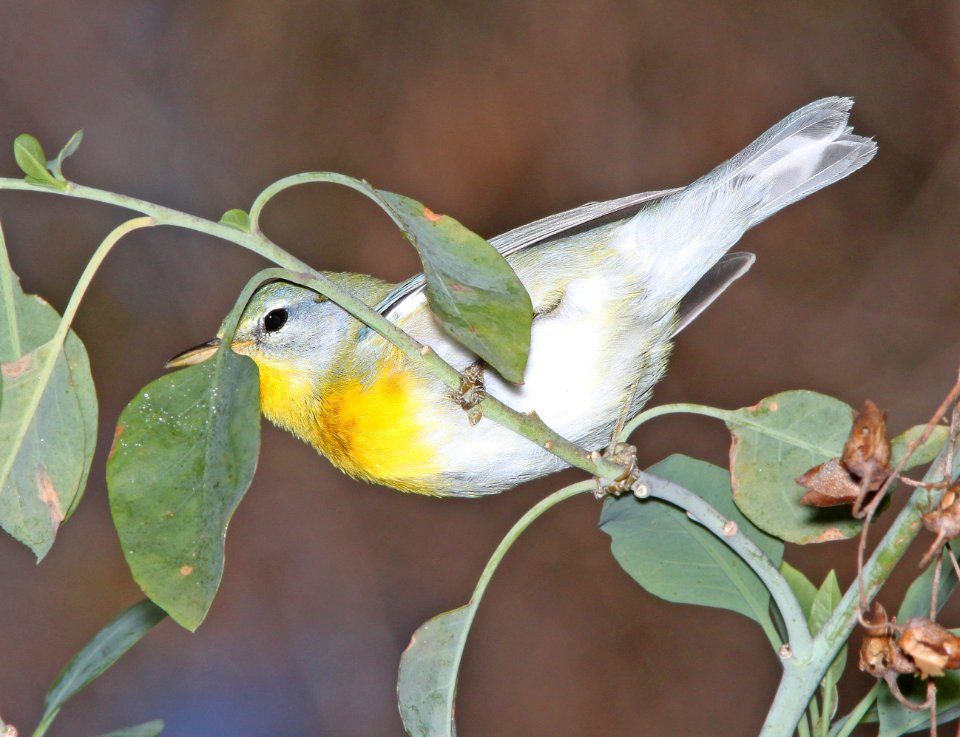 824 - NORTHERN PARULA (11-1-10) fem, patagonia lake, scc, az - (3)