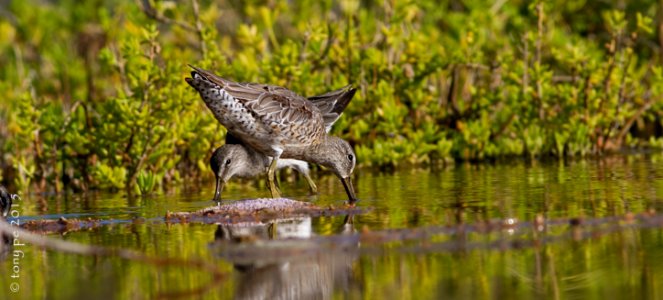 Costurera Piquilargo -Limnodromus scolopaceus- Long-billed Dowitcher photo