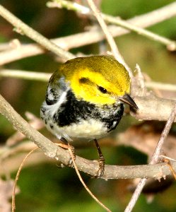 843 - BLACK-THROATED GREEN WARBLER (1-9-09) frontera aud, weslaco, tx  (3)