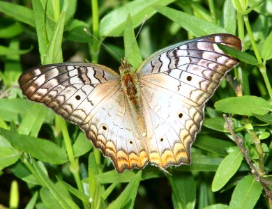PEACOCK, WHITE (Anartia jatrophae) (4-21-12) national butterfly center, mission, tx