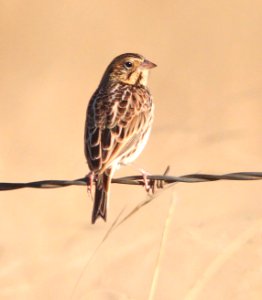 885 - BAIRD'S SPARROW (10-30-11) san rafael grasslands, scc, az - (6)