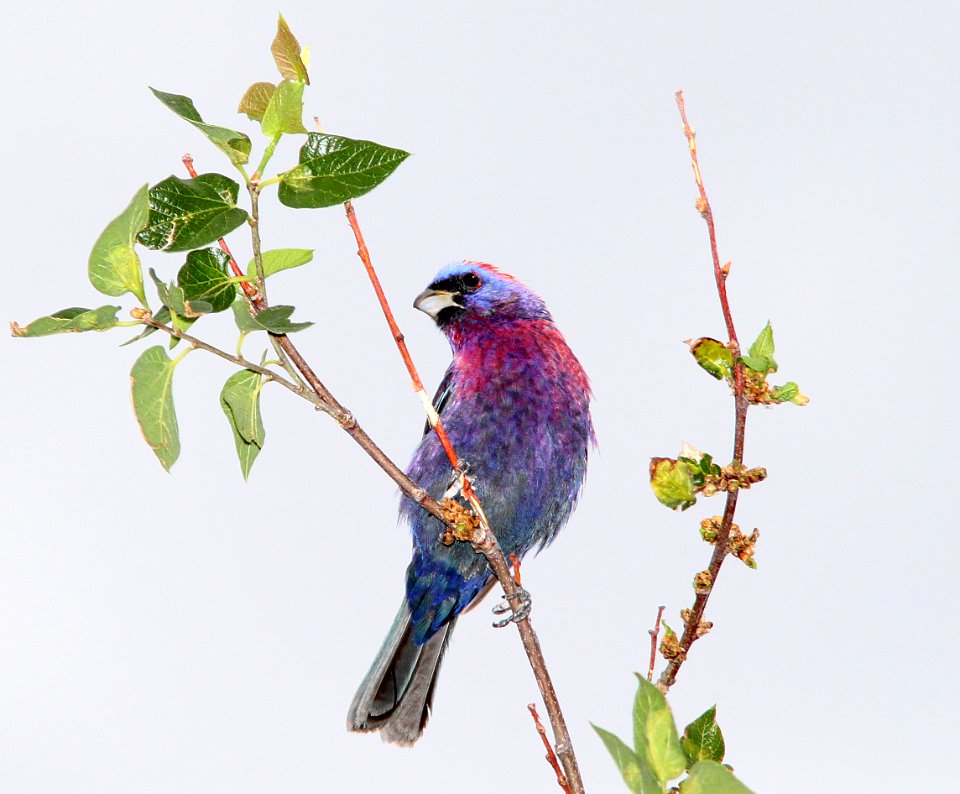 925 - VARIED BUNTING (7-28-11) patagonia lake state park, scc, az