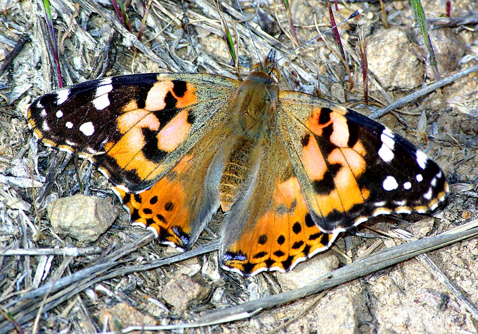 LADY, PAINTED (Vanessa cardui) (4-19-07) hi mt, slo co, ca (1)